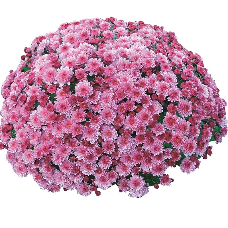 VENT DES MARQUISES ROSE® NEW